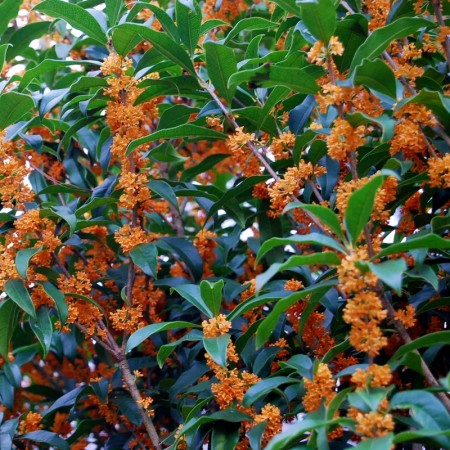 Osmanthus Fragrans Aurantiacus 250 - 275 cm - Arbusti ornamentali - AgroDenmar.ro
