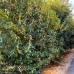 Osmanthus Fragrans Aurantiacus 250 - 275 cm - Arbusti ornamentali - AgroDenmar.ro