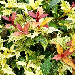 Osmanthus heterophyllus Goshiki - Arbusti ornamentali - AgroDenmar.ro