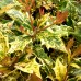 Osmanthus heterophyllus Goshiki - Arbusti ornamentali - AgroDenmar.ro