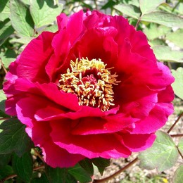 Bujor arbustiv rosu - Arbusti ornamentali - AgroDenmar.ro