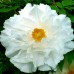Bujor arbustiv alb - Bulbi de flori - AgroDenmar.ro