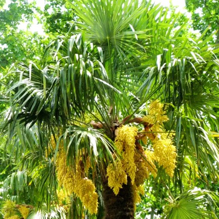 Palmier - Chamaerops Excelsa - Arbusti ornamentali - AgroDenmar.ro