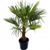 Palmier - Chamaerops Excelsa - Arbusti ornamentali - AgroDenmar.ro