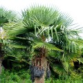 Palmier rezistent la ger - Trachycarpus fortunei