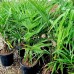 Palmier rezistent la ger - Trachycarpus fortunei - Arbusti ornamentali - AgroDenmar.ro