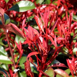 Photinia fraserii Carre Rouge - tip copac
