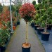 Photinia fraserii Carre Rouge - tip copac - Arbusti ornamentali - AgroDenmar.ro