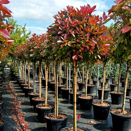Photinia fraserii Corallina tip copac - Arbusti ornamentali - AgroDenmar.ro Photinia fraserii Corallina tip copac - Arbusti ornamentali - AgroDenmar.ro