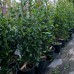 Photinia fraserii Red Robin 150 - 175 cm - Arbusti ornamentali - AgroDenmar.ro