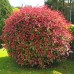 Photinia fraserii Red Robin Glob - Arbori ornamentali - AgroDenmar.ro