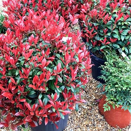 Photinia fraserii Red Robin Glob - Arbori ornamentali - AgroDenmar.ro