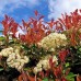 Photinia fraserii Robusta Compacta tip copac - Arbusti ornamentali - AgroDenmar.ro