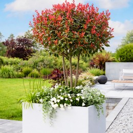 Photinia fraserii Robusta Compacta tip umbrella - Arbusti ornamentali - AgroDenmar.ro