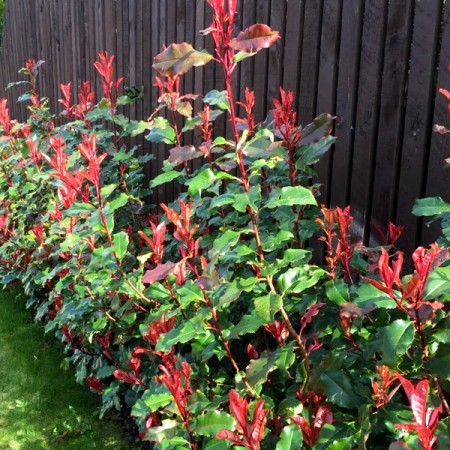 Photinia Magical Volcano - Arbusti ornamentali - AgroDenmar.ro