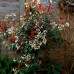 Photinia Magical Volcano - Arbusti ornamentali - AgroDenmar.ro
