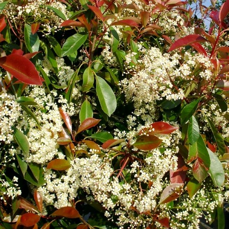 Photinia fraserii Red Robin 80 cm - Arbusti ornamentali - AgroDenmar.ro