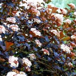 Physocarpus opulifolius Diabolo