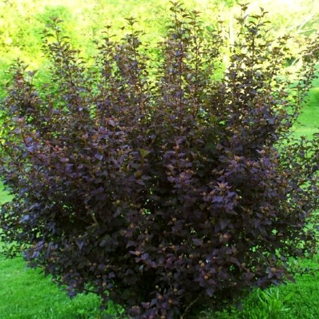 Physocarpus opulifolius Little Devil - Arbusti ornamentali - AgroDenmar.ro Physocarpus opulifolius Little Devil - Arbusti ornamentali - AgroDenmar.ro