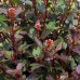 Physocarpus opulifolius Little Joker - Arbusti ornamentali - AgroDenmar.ro