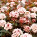 Physocarpus opulifolius Little Joker - Arbusti ornamentali - AgroDenmar.ro