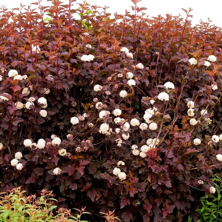 Physocarpus opulifolius Little Joker - Arbusti ornamentali - AgroDenmar.ro