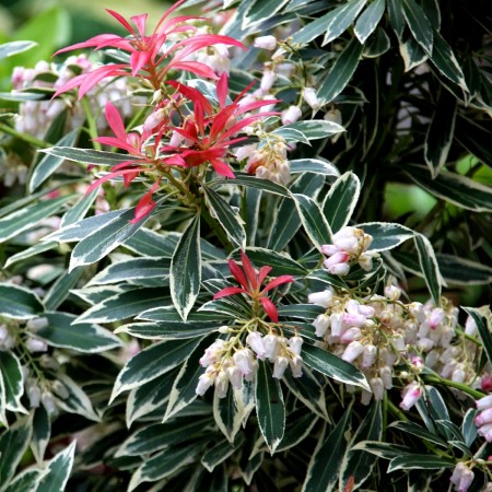 Pieris japonica Flaming Silver - Arbusti ornamentali - AgroDenmar.ro