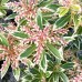 Pieris japonica Flaming Silver - Arbusti ornamentali - AgroDenmar.ro