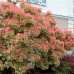 Pieris japonica Flaming Silver - Arbusti ornamentali - AgroDenmar.ro