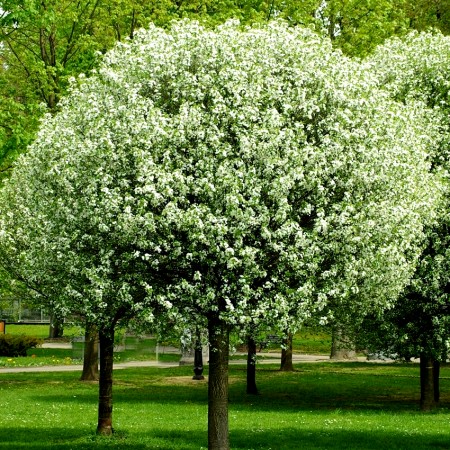 Prunus Eminens Umbraculifera Globosa - Arbori ornamentali - AgroDenmar.ro