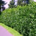 Laur englezesc - Prunus laurocerasus Novita - Arbusti ornamentali - AgroDenmar.ro