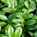 Laur englezesc - Prunus laurocerasus Novita - Arbusti ornamentali - AgroDenmar.ro