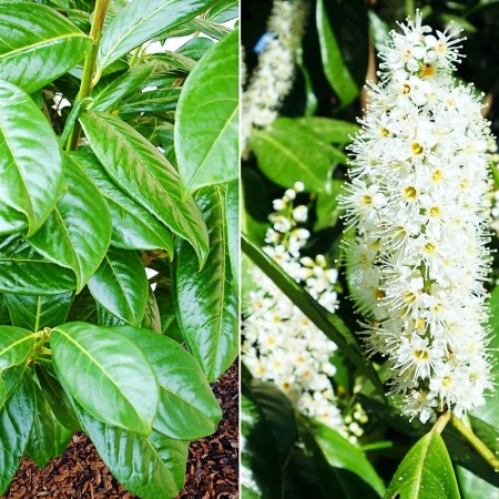 Laur englezesc - Prunus laurocerasus Novita - Arbusti ornamentali - AgroDenmar.ro