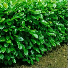 Laur englezesc - Prunus laurocerasus rotundifolia