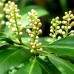 Laur englezesc - Prunus laurocerasus rotundifolia - Arbusti ornamentali - AgroDenmar.ro