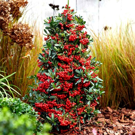 Pyracantha coccinea piramida - Arbusti ornamentali - AgroDenmar.ro Pyracantha coccinea piramida - Arbusti ornamentali - AgroDenmar.ro