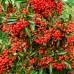 Pyracantha Mohave - Arbusti ornamentali - AgroDenmar.ro