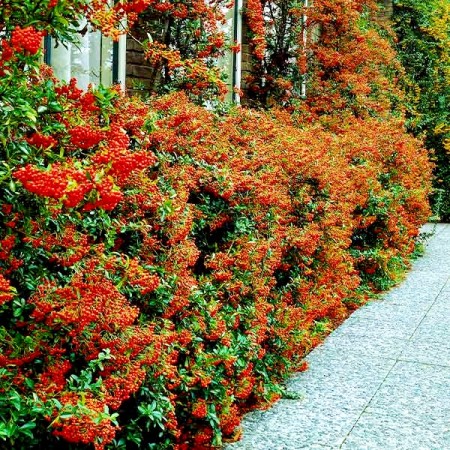 Pyracantha Mohave - Arbusti ornamentali - AgroDenmar.ro