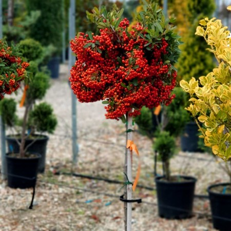 Pyracantha Mohave - tip copac - Arbusti ornamentali - AgroDenmar.ro Pyracantha Mohave - tip copac - Arbusti ornamentali - AgroDenmar.ro