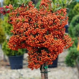 Pyracantha Orange - tip copac