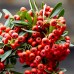 Pyracantha Red Star - Arbusti ornamentali - AgroDenmar.ro