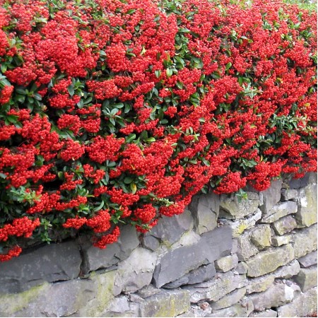 Pyracantha Red Star - Arbusti ornamentali - AgroDenmar.ro