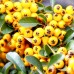 Pyracantha Sunny Star - Arbusti ornamentali - AgroDenmar.ro