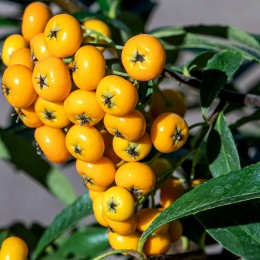 Pyracantha Sunny Star - Arbusti ornamentali - AgroDenmar.ro