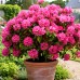 Rhododendron Anne Rose Whitney - Arbusti ornamentali - AgroDenmar.ro