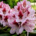 Rhododendron Cassata - Arbusti ornamentali - AgroDenmar.ro Rhododendron Cassata - Arbusti ornamentali - AgroDenmar.ro