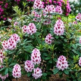 Rhododendron Cassata