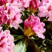 Rhododendron Cosmopolitan - Arbusti ornamentali - AgroDenmar.ro