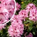 Rhododendron Cosmopolitan - Arbusti ornamentali - AgroDenmar.ro