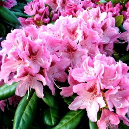 Rhododendron Cosmopolitan - Arbusti ornamentali - AgroDenmar.ro